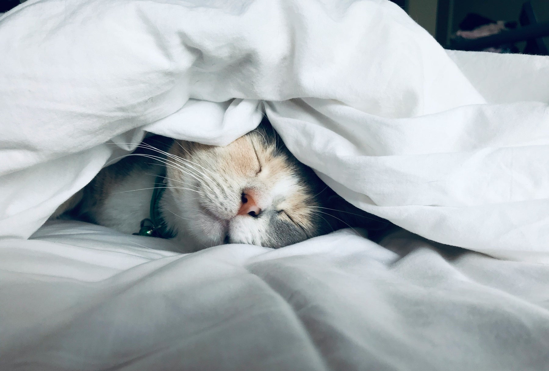 a cat sleeps under a duvet cover