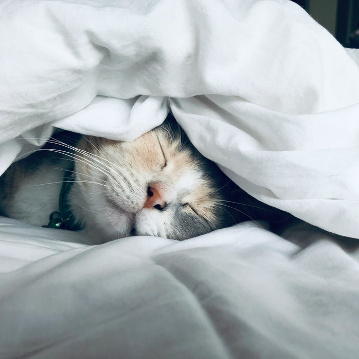 a cat sleeps under a duvet cover